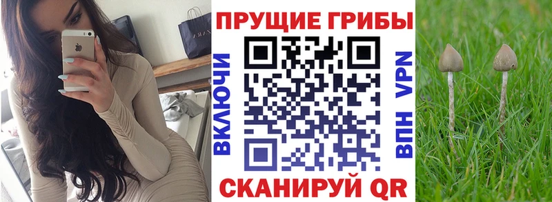 продажа наркотиков  Пошехонье  мориарти какой сайт  Псилоцибиновые грибы Cubensis 